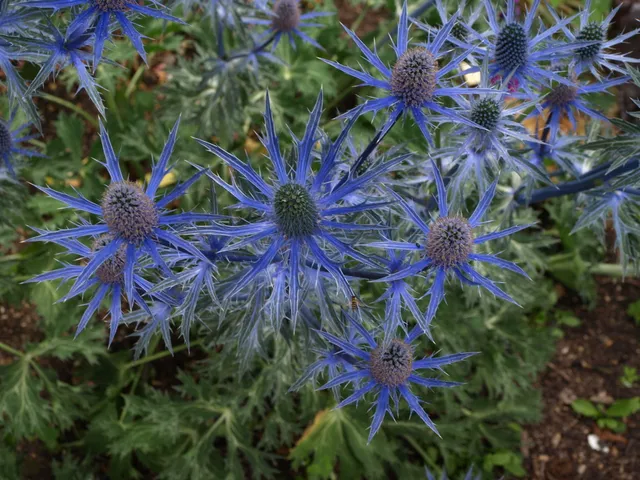Passion Vivaces Eryngium zabelii Big Blue plante vivace pot 1L