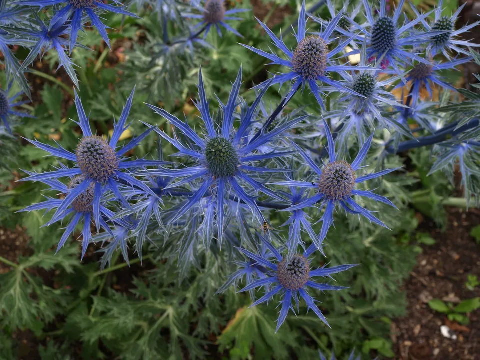 Passion Vivaces Eryngium zabelii Big Blue plante vivace pot 1L