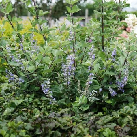 Bakker Vitex Chicagoland Blues plante arbuste pot 11cm
