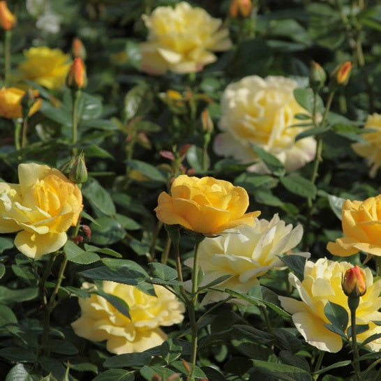 Bakker Rosier buisson Arthur Bell pot 3L jaune parfumé