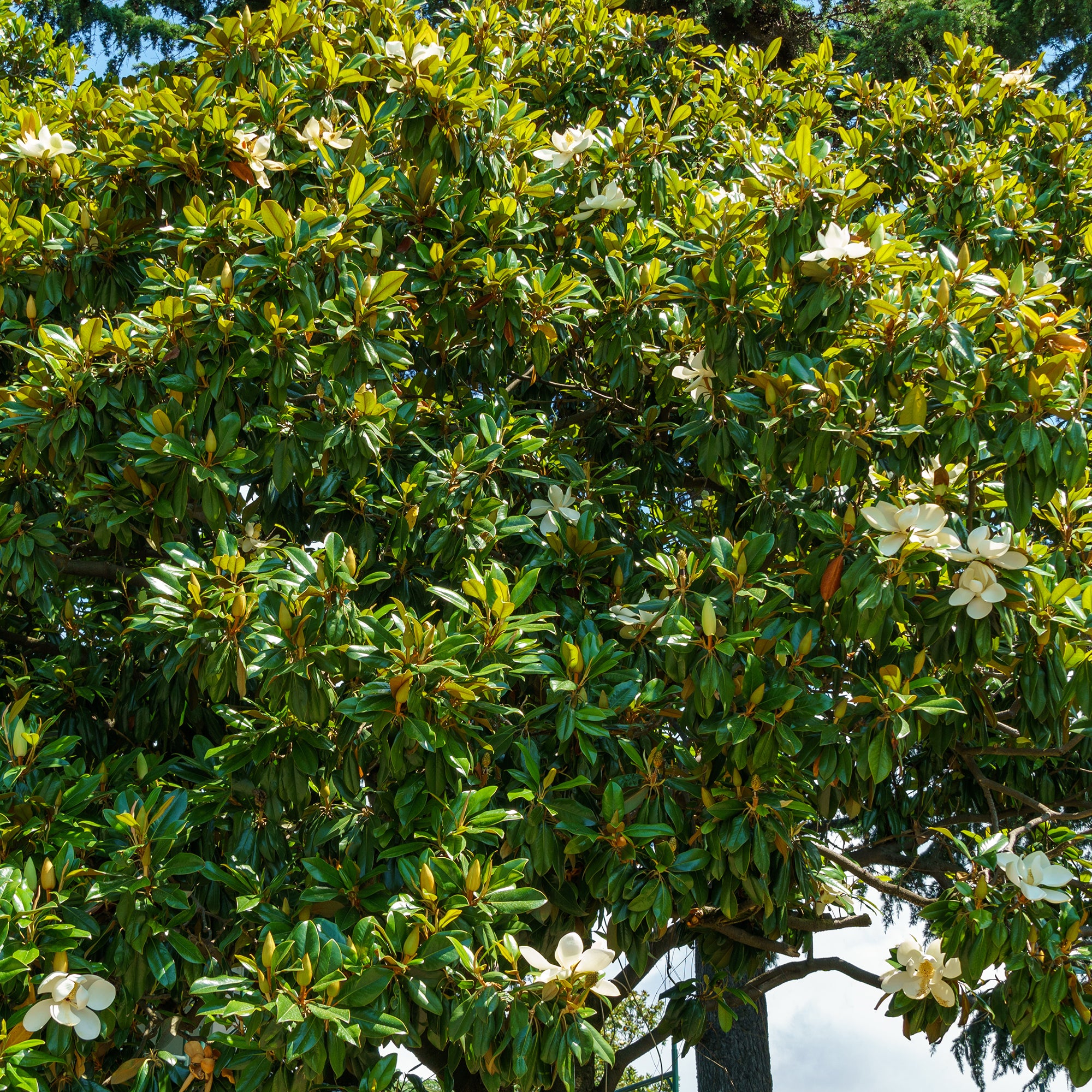 Bakker Magnolia grandiflora Alta arbuste pot 9cm 10-20cm