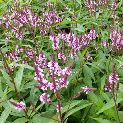 Bakker Verveine hastée rose plante vivace pot Ø 9cm rose