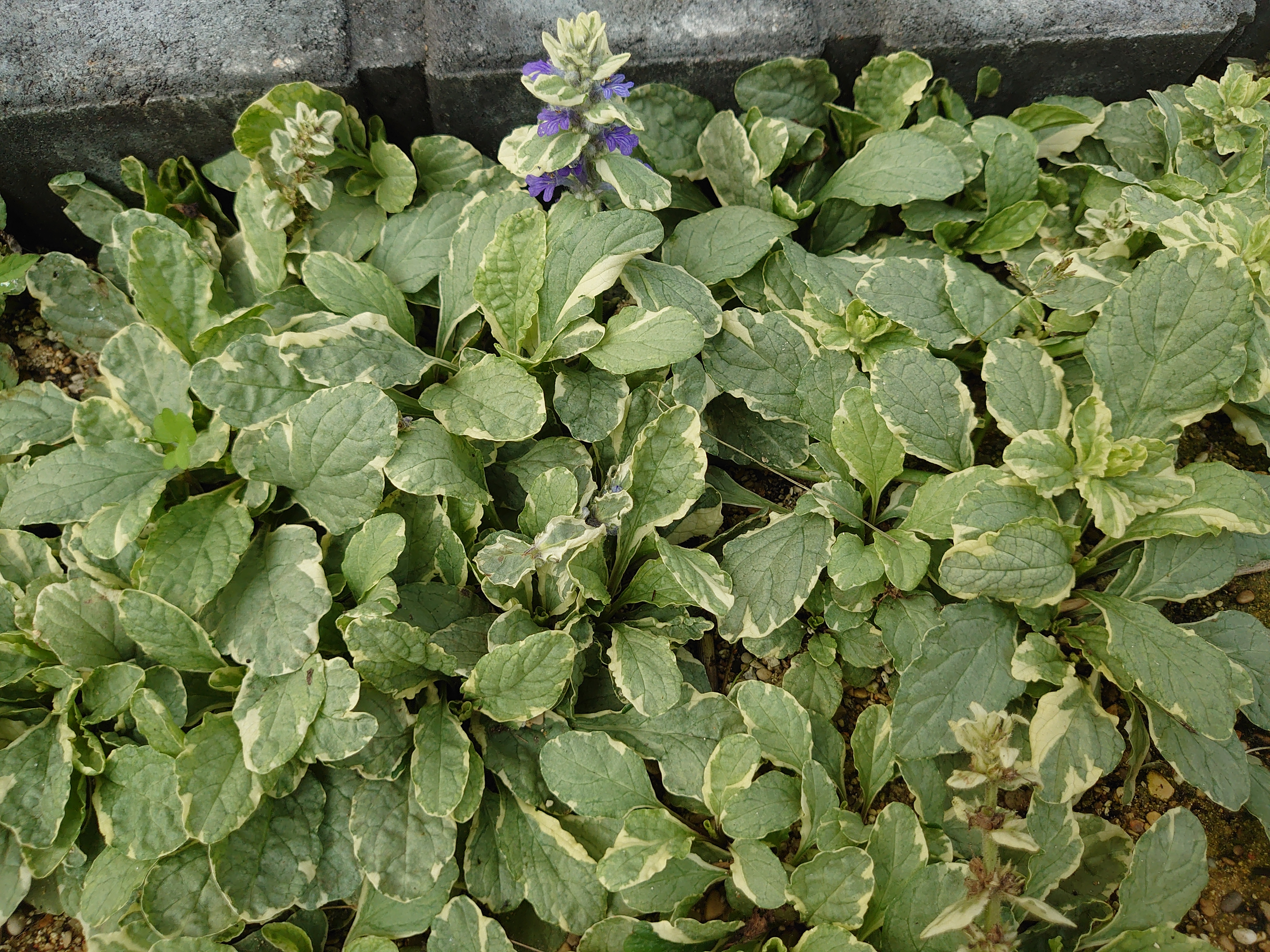 Passion Vivaces Ajuga reptans Variegata plante vivace panachée