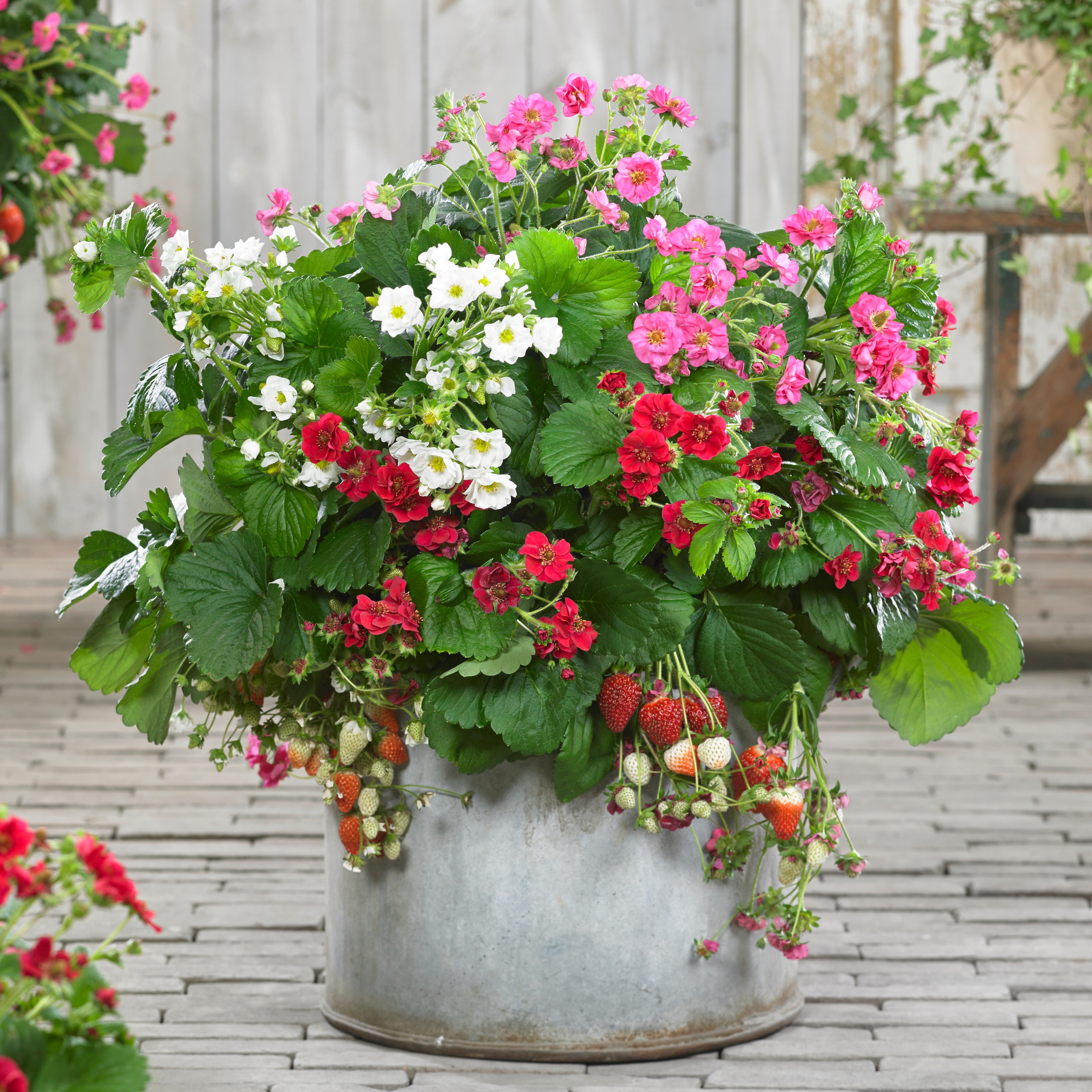 Bakker Summer Breeze fraisier fleurs doubles 3 pots