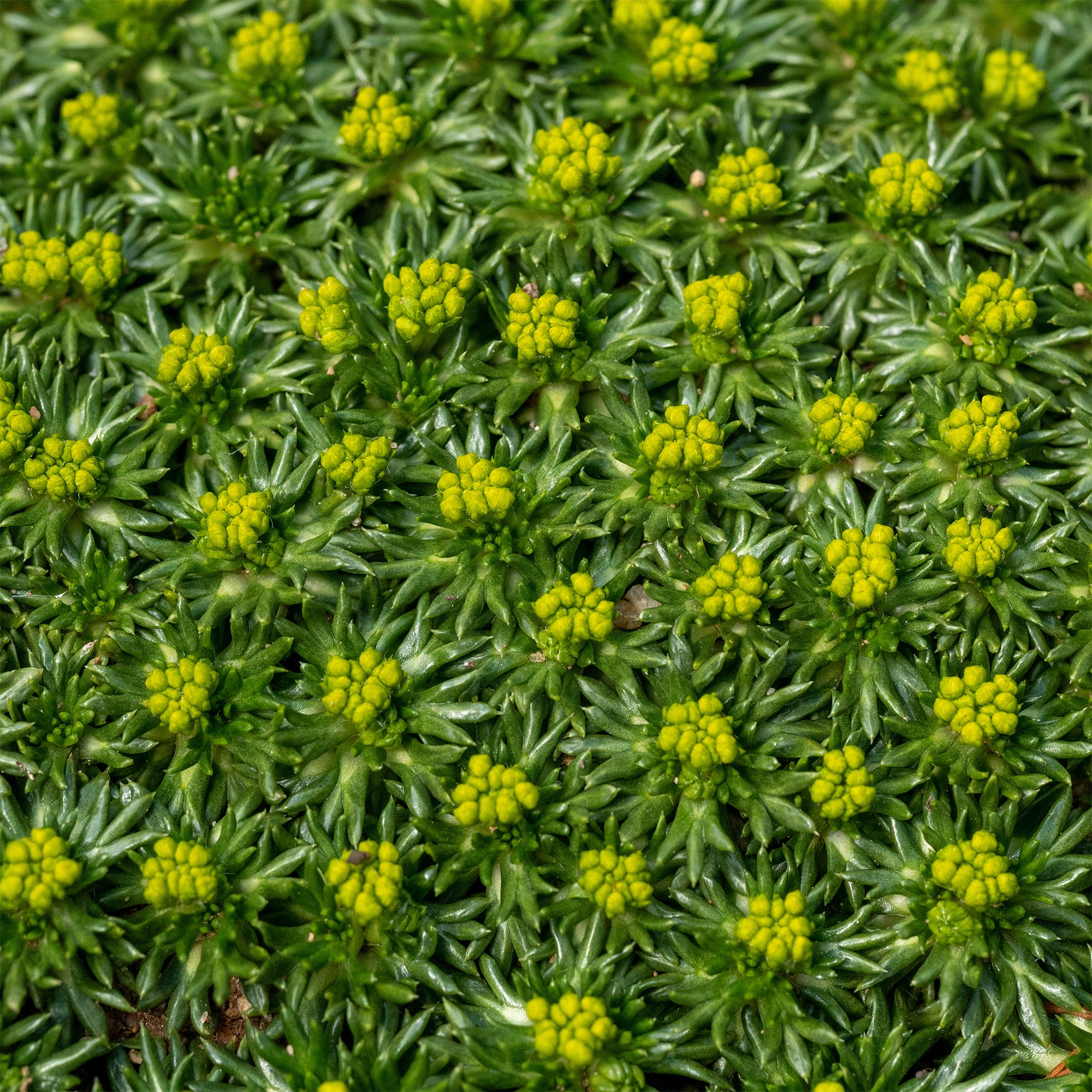 Bakker Azorelle vivace couvre-sol pot 8cm jaune