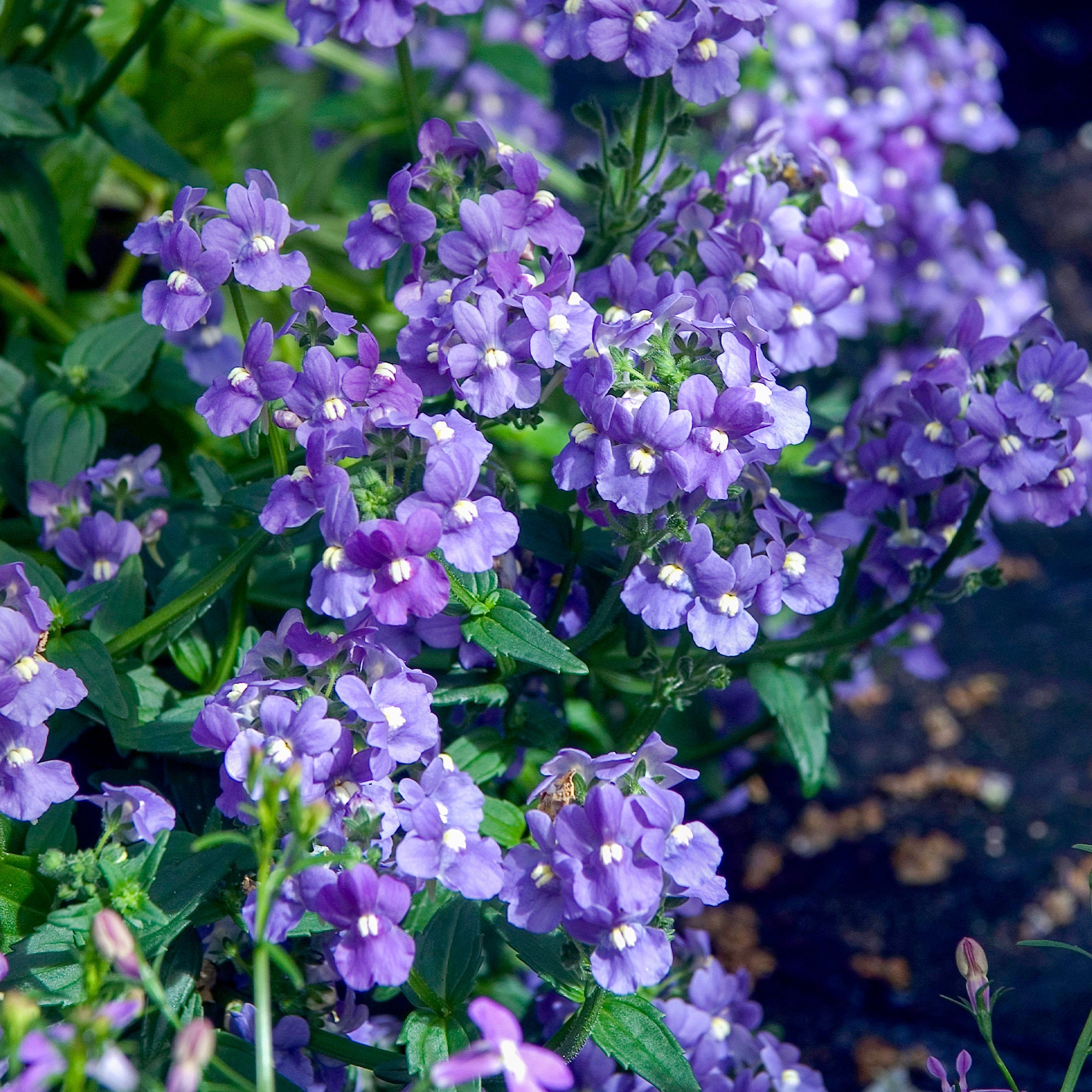 Bakker Némésie Bleue Nemesia caerulea fleur pot 10,5cm