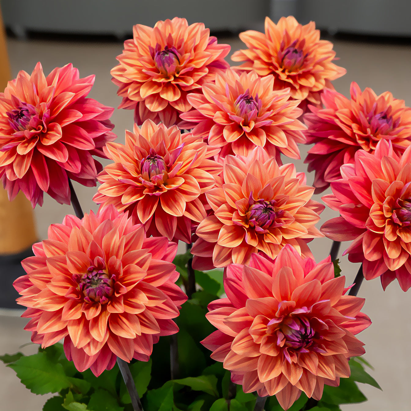 Bakker Dahlias American Dawn bulbe 3 bulbes saumon calibre I
