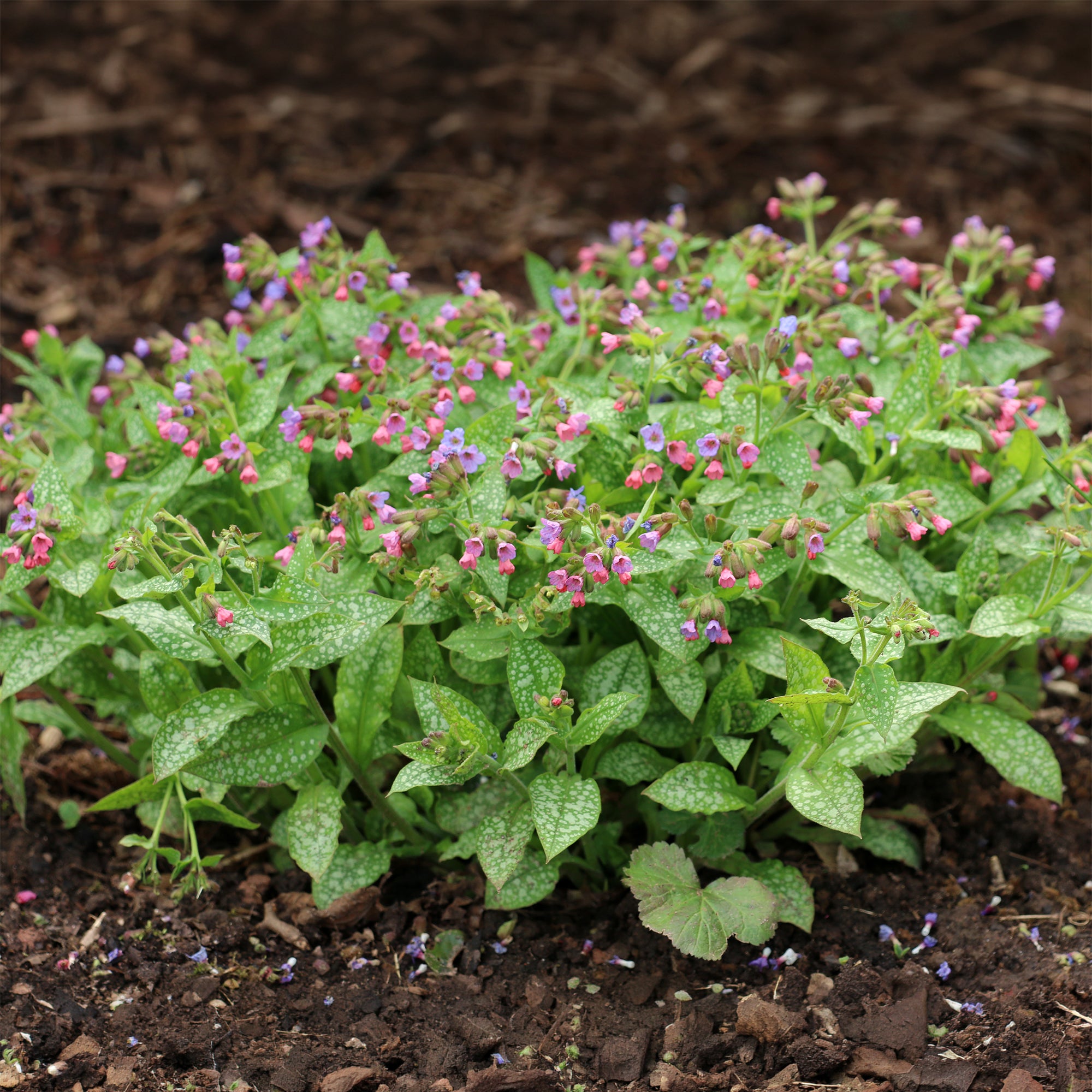 Bakker Pulmonaire officinale plante vivace pot 9cm fleurs violettes