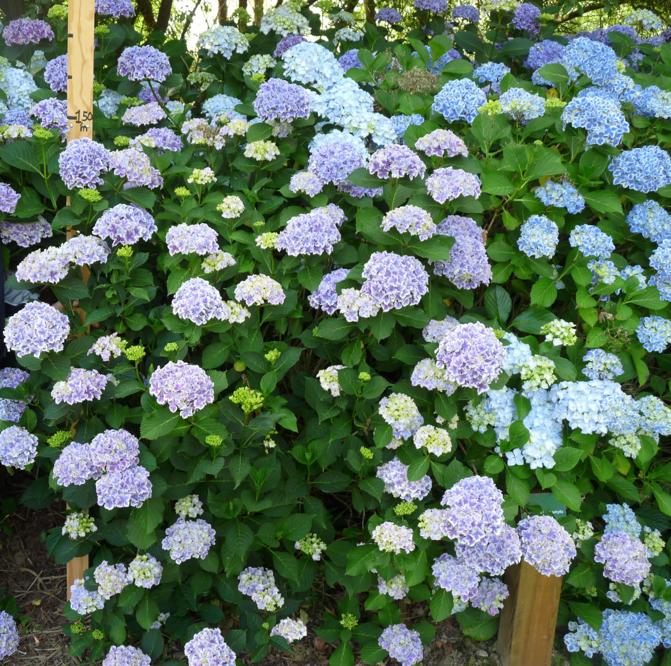 Les Hortensias du Haut Bois Lady Taïko hortensia boule fleurs rondes