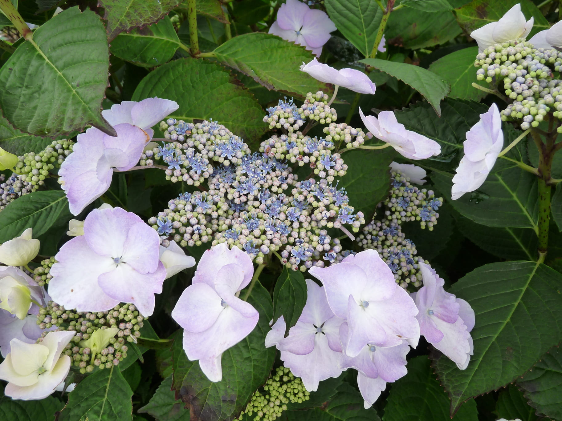 Les Hortensias du Haut Bois Grant's Choice hortensia plates godet