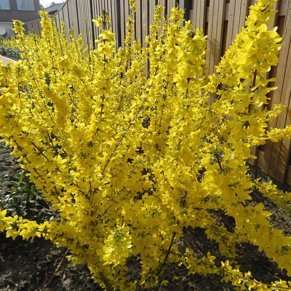 Bakker Arbustes Forsythia Mikador jaune pot 3L 30-40cm