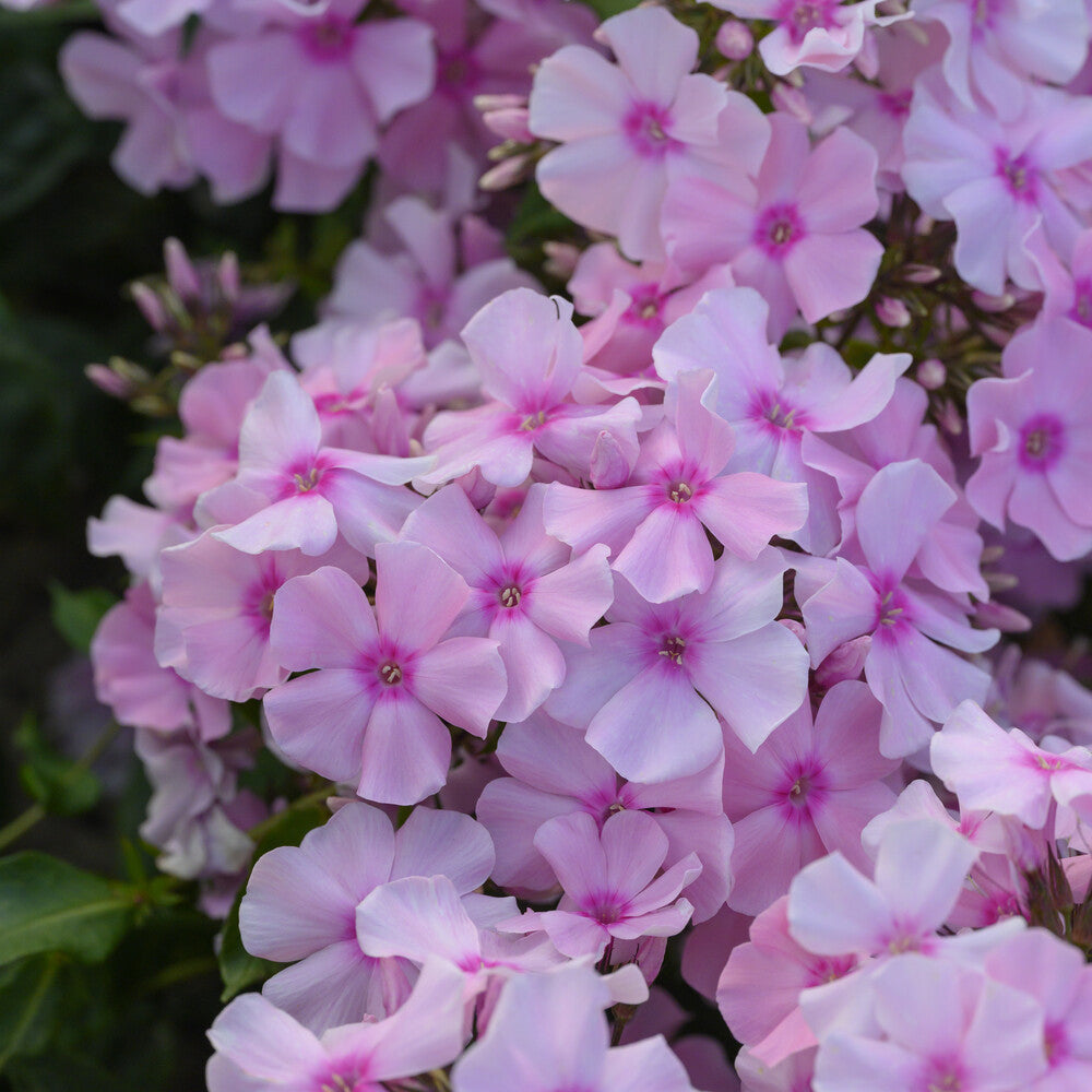 Bakker Phlox paniculé Rosa Pastel vivace pot 9cm fleur rose