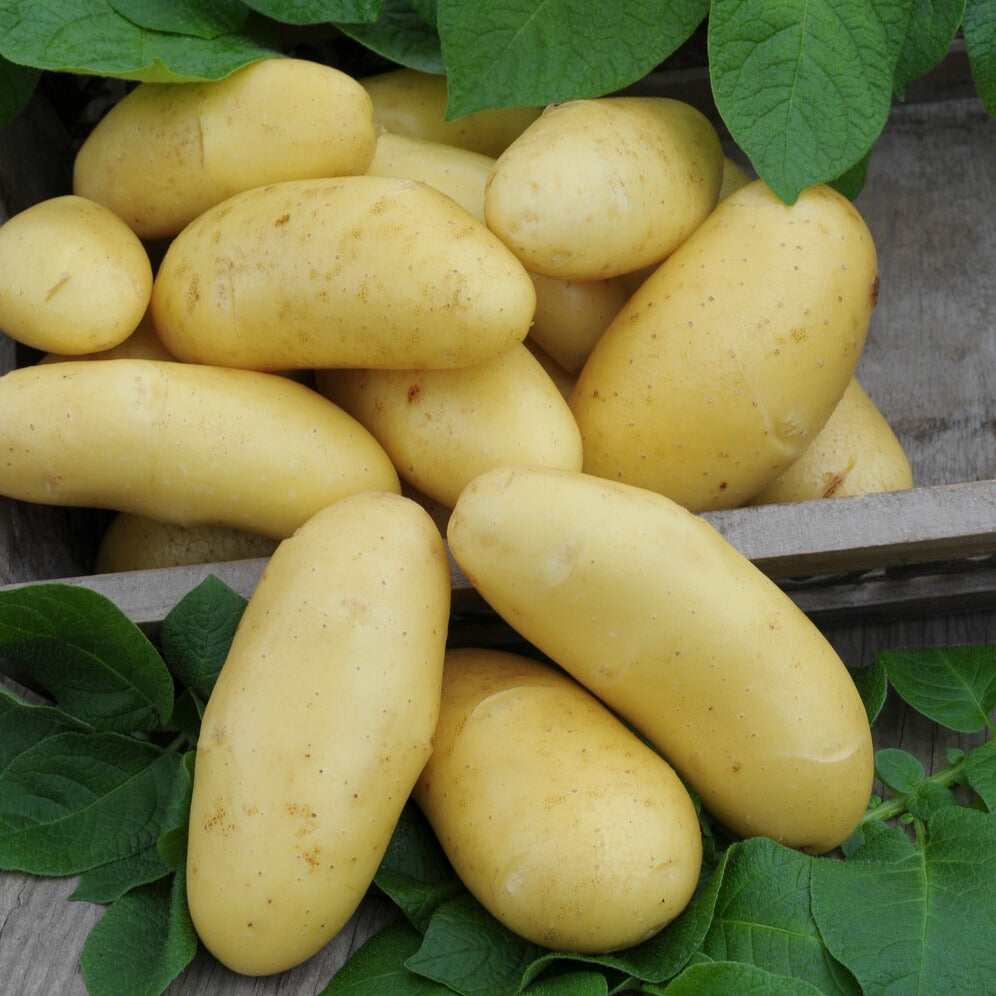 Bakker Annabelle pomme de terre 25 plants chair jaune précoce
