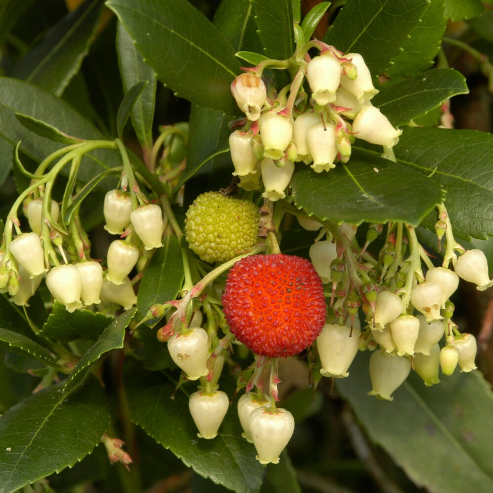 Bakker Arbousier Arbutus unedo pot 9cm 15-20cm persistant