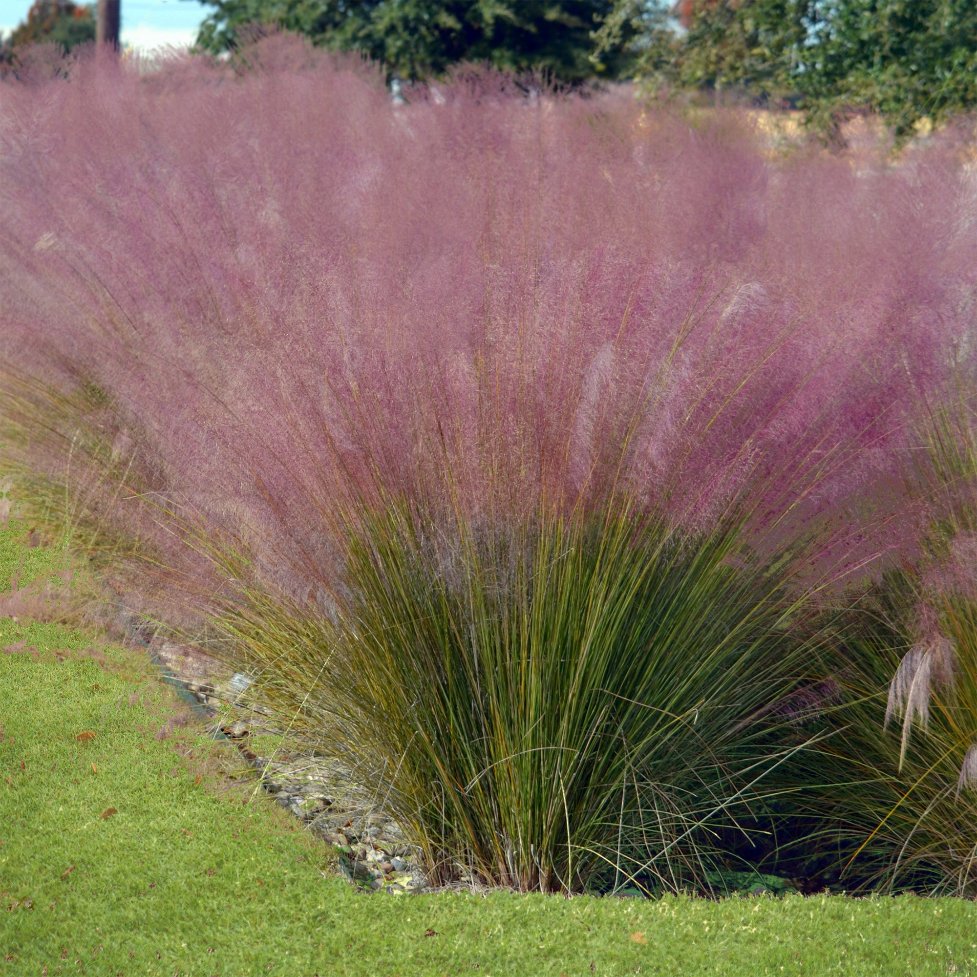 Bakker Muhlenbergia herbe aux épis roses 2 pots 9cm