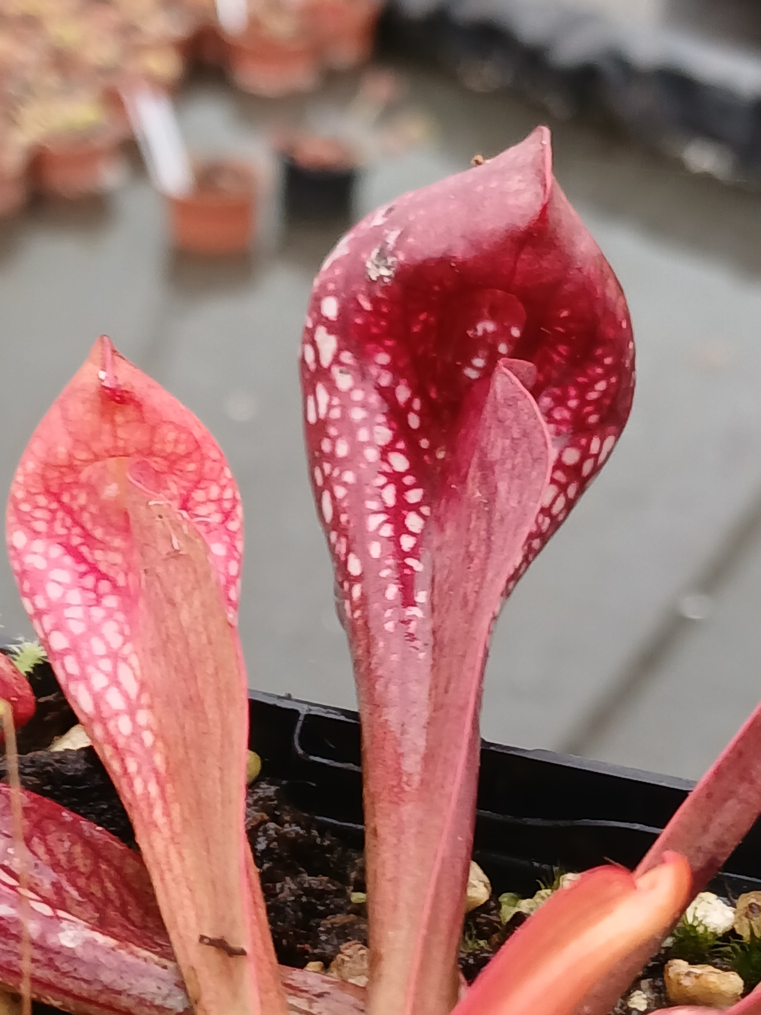 Carniflore Sarracenia psittacina okefenokeensis 1 point