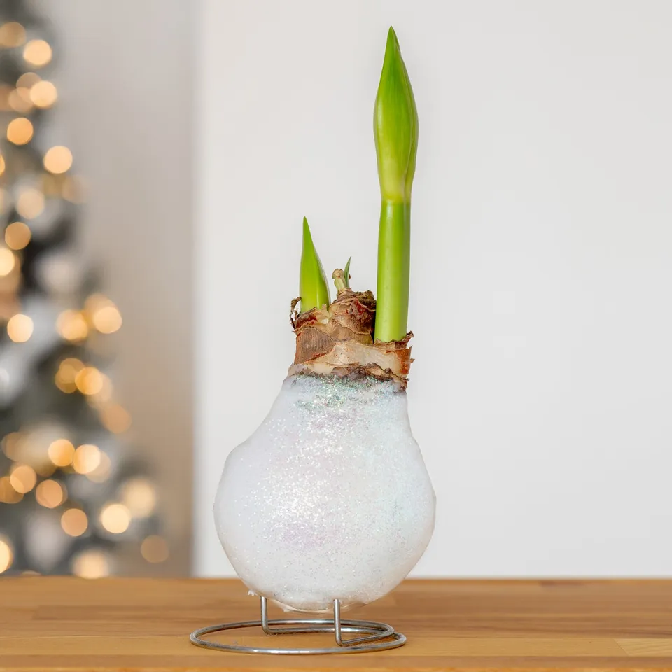 Bakker Amaryllis Magic White wax bulbe blanc pièce sans eau