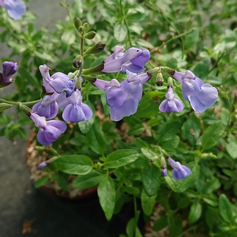 Passion Vivaces Salvia microphylla Delice Aquamarine pot 1L