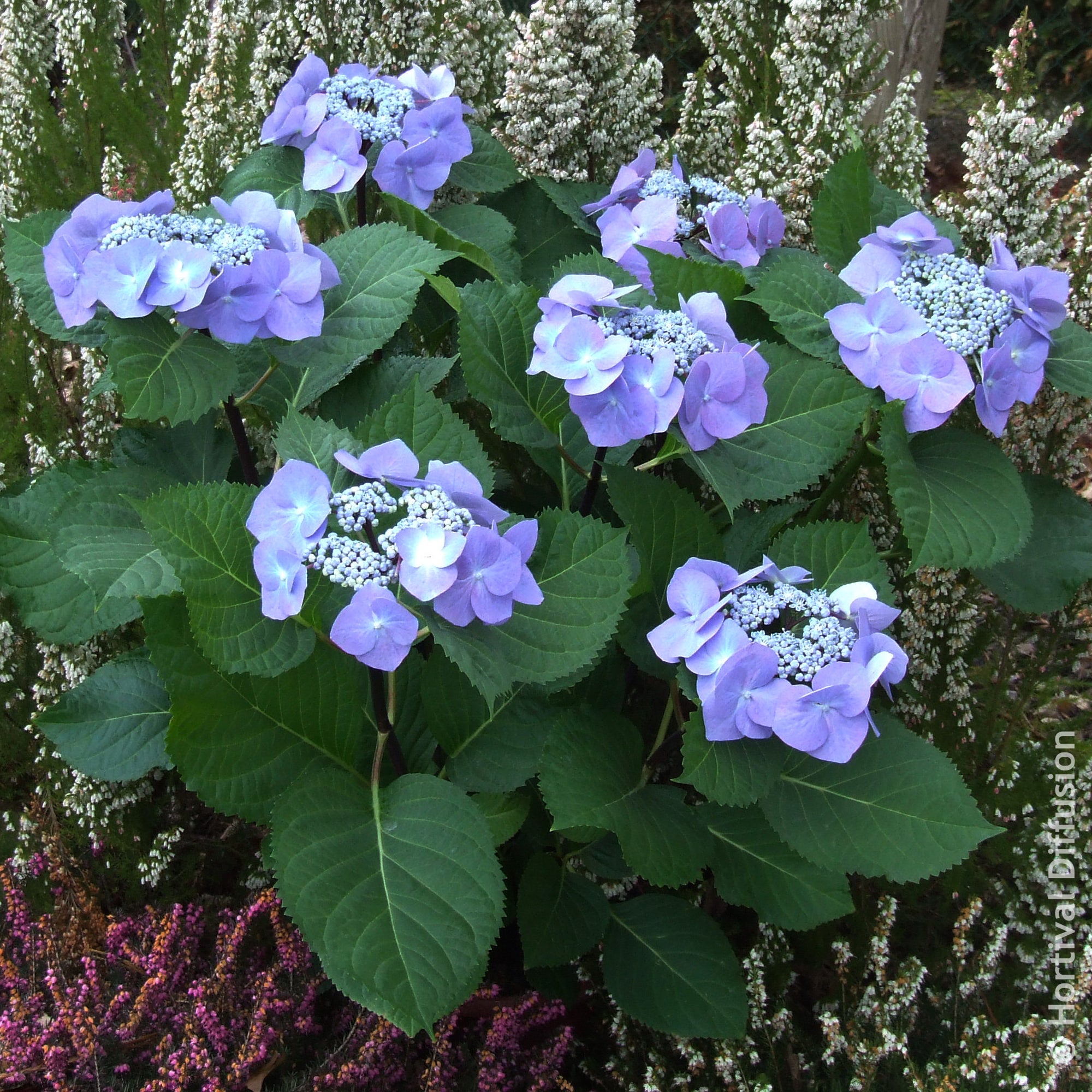 Bakker Hortensia Zorro Bleu arbuste pot 4,5L tiges rigides