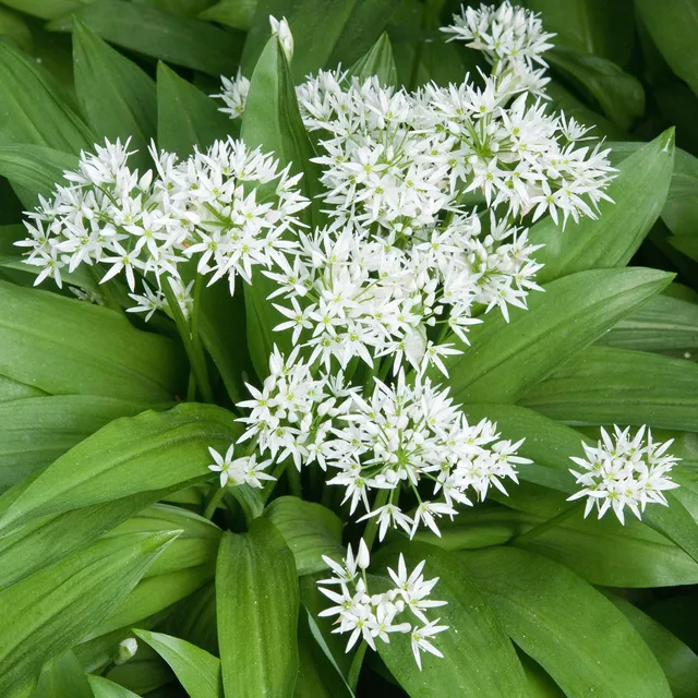 Bakker Ail des Ours plante potagère plant 13cm feuilles fraîches