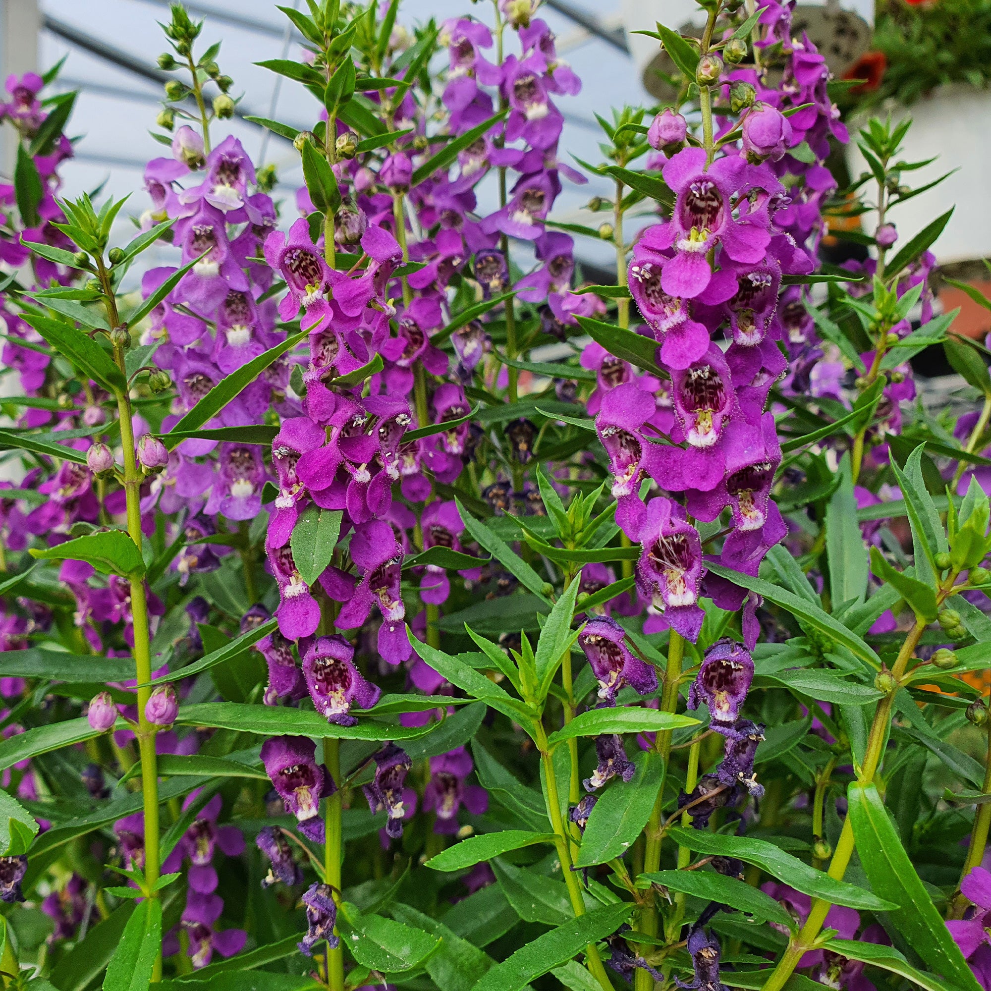 Bakker Angélonia plante extérieure violette pot Ø 10,5cm