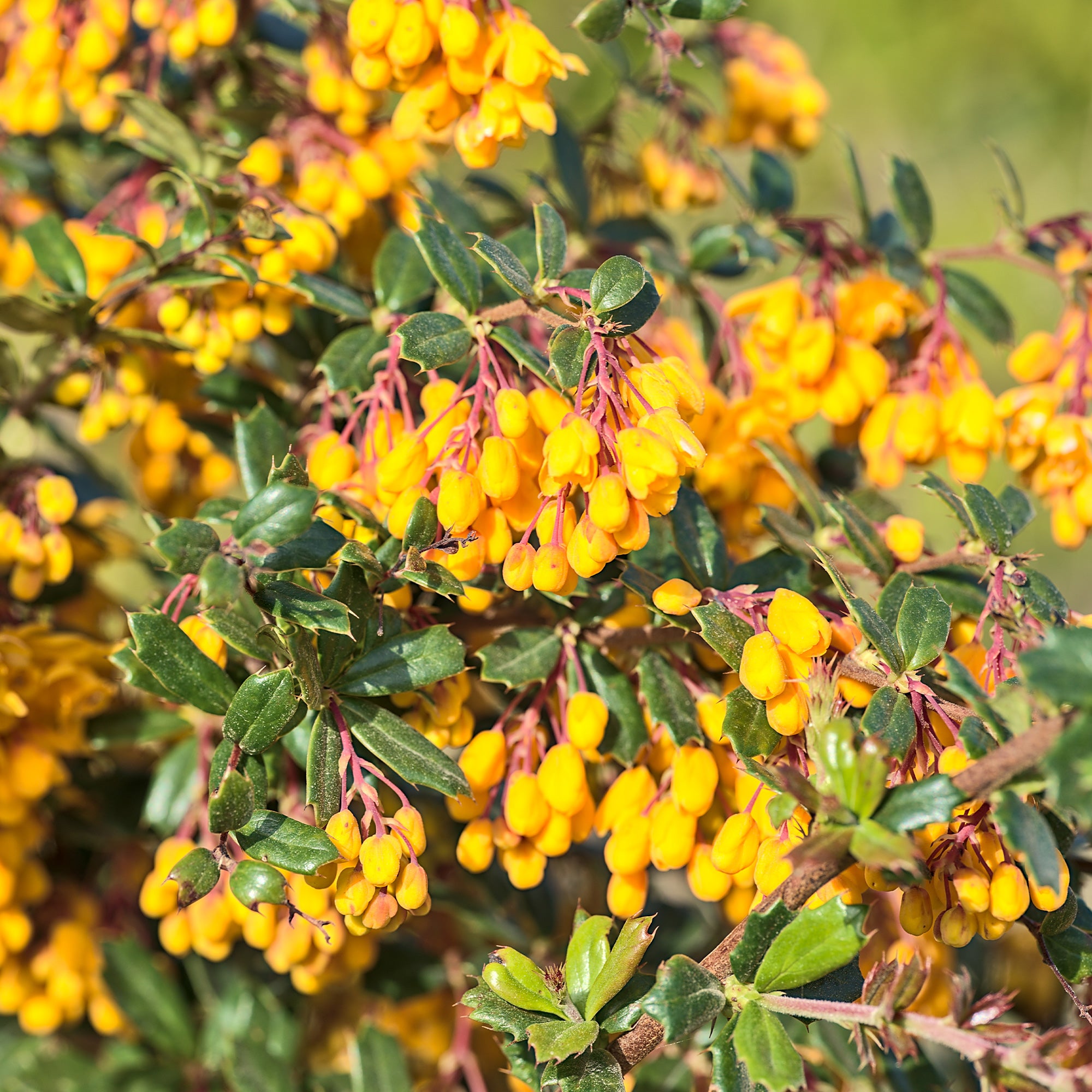 Bakker Épine-vinette Darwin Berberis arbuste pot 9cm