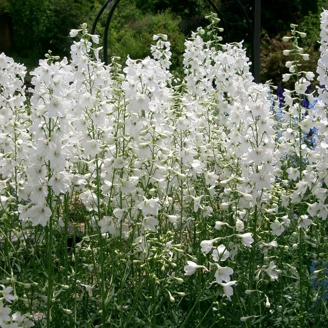 Passion Vivaces DELPHINIUM belladonna Casablanca vivace pot 1 L