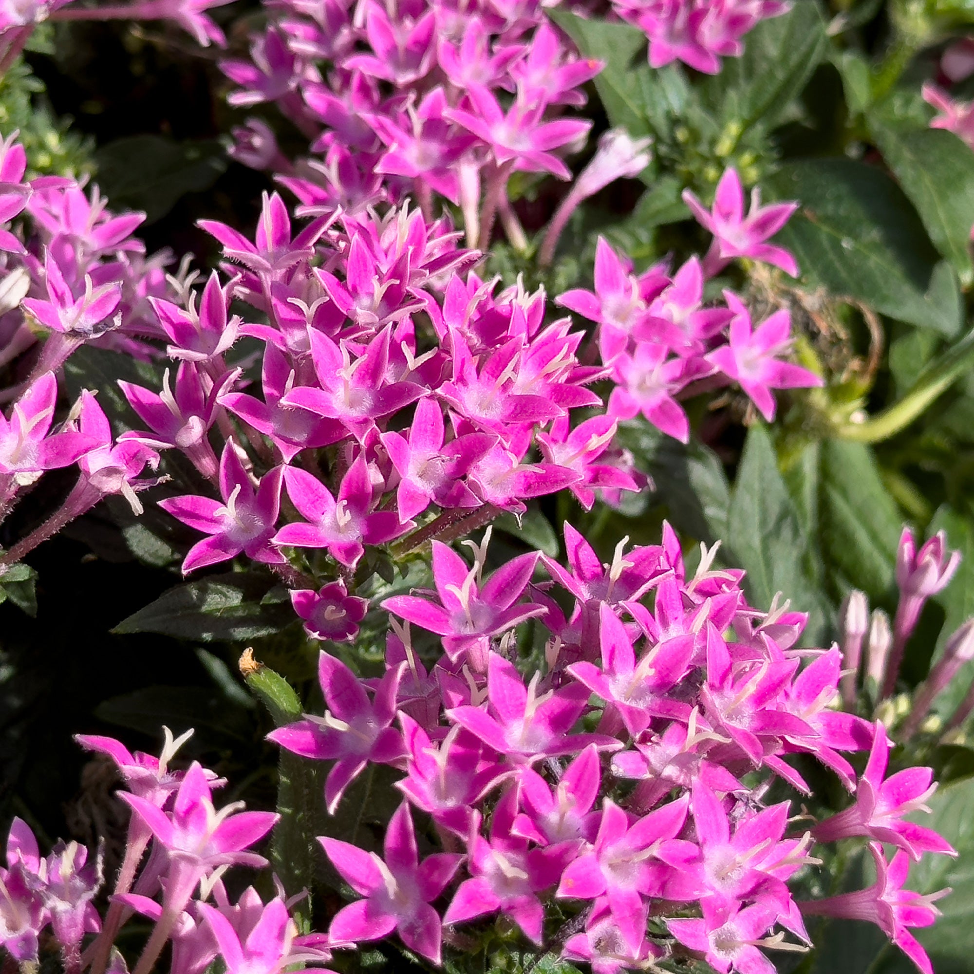 Bakker Pentas rose étoilée pot Ø10,5 cm papillons