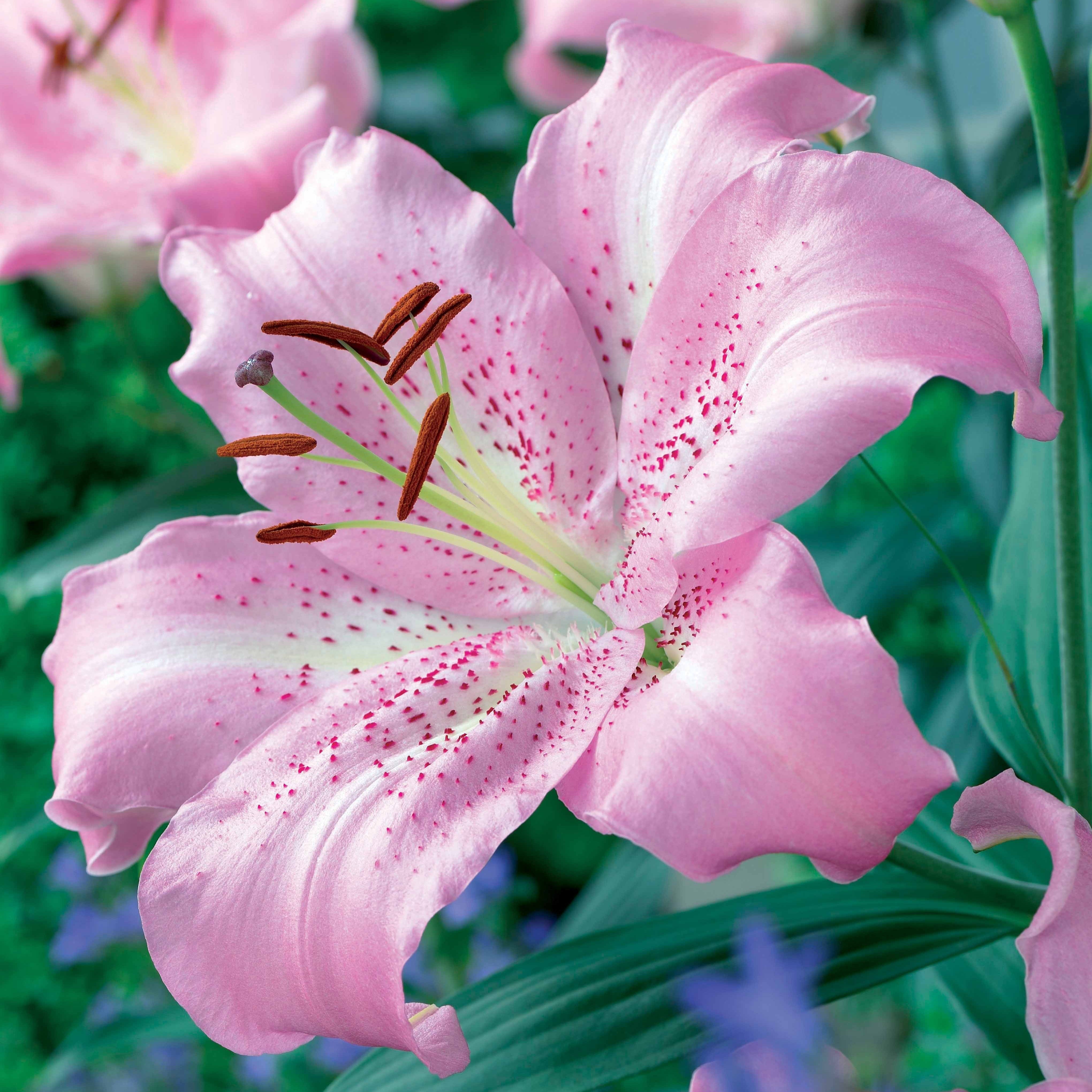 Bakker 3 Lis orientaux Josephine bulbe 12-14cm rose