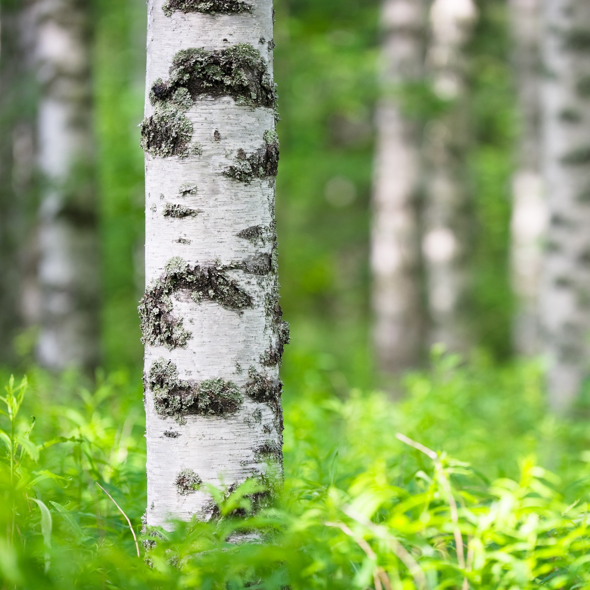 Bakker Bouleau commun arbre pot 2L 80-100cm écorce blanche