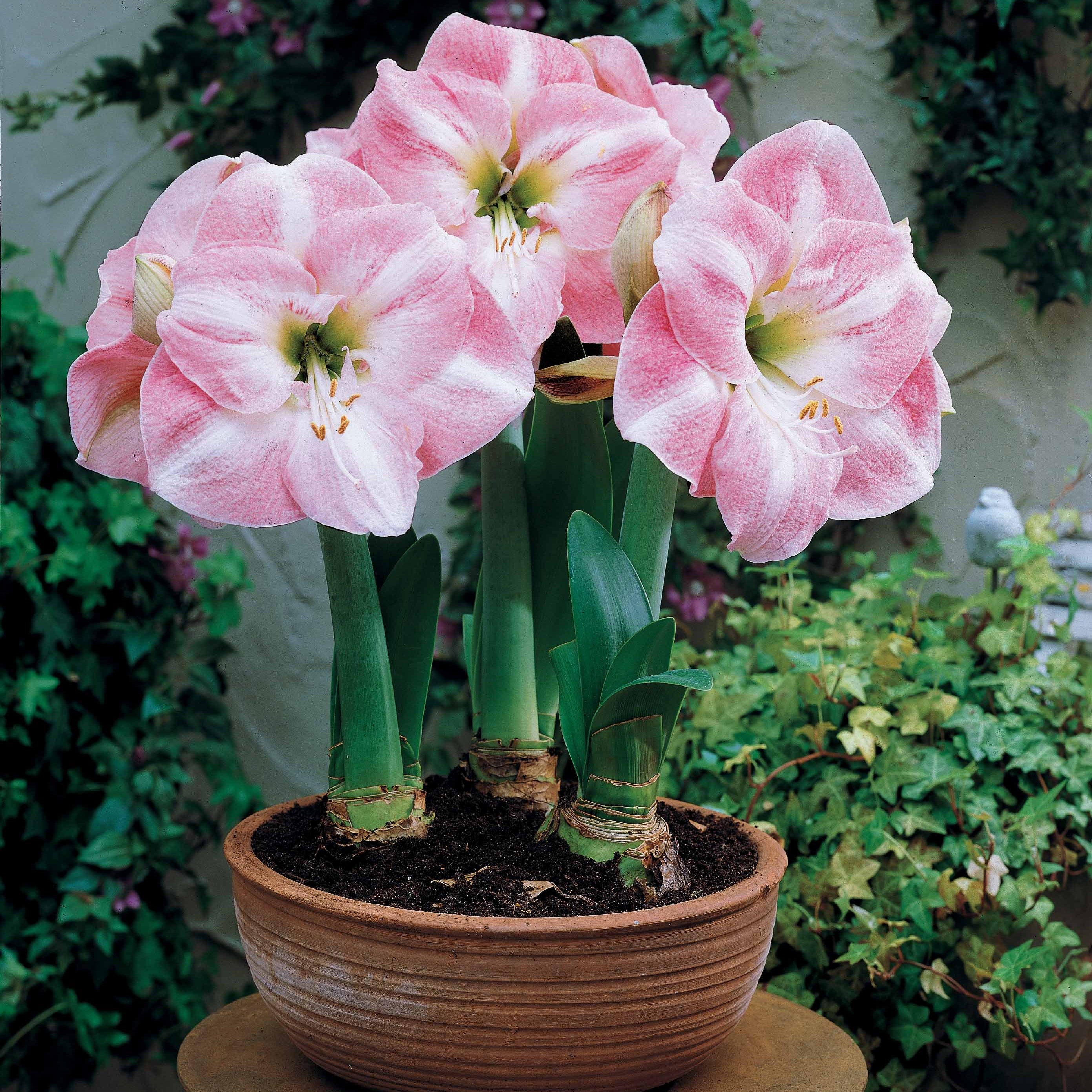 Bakker Amaryllis naines bulbe sachet 2 bulbes multicolore