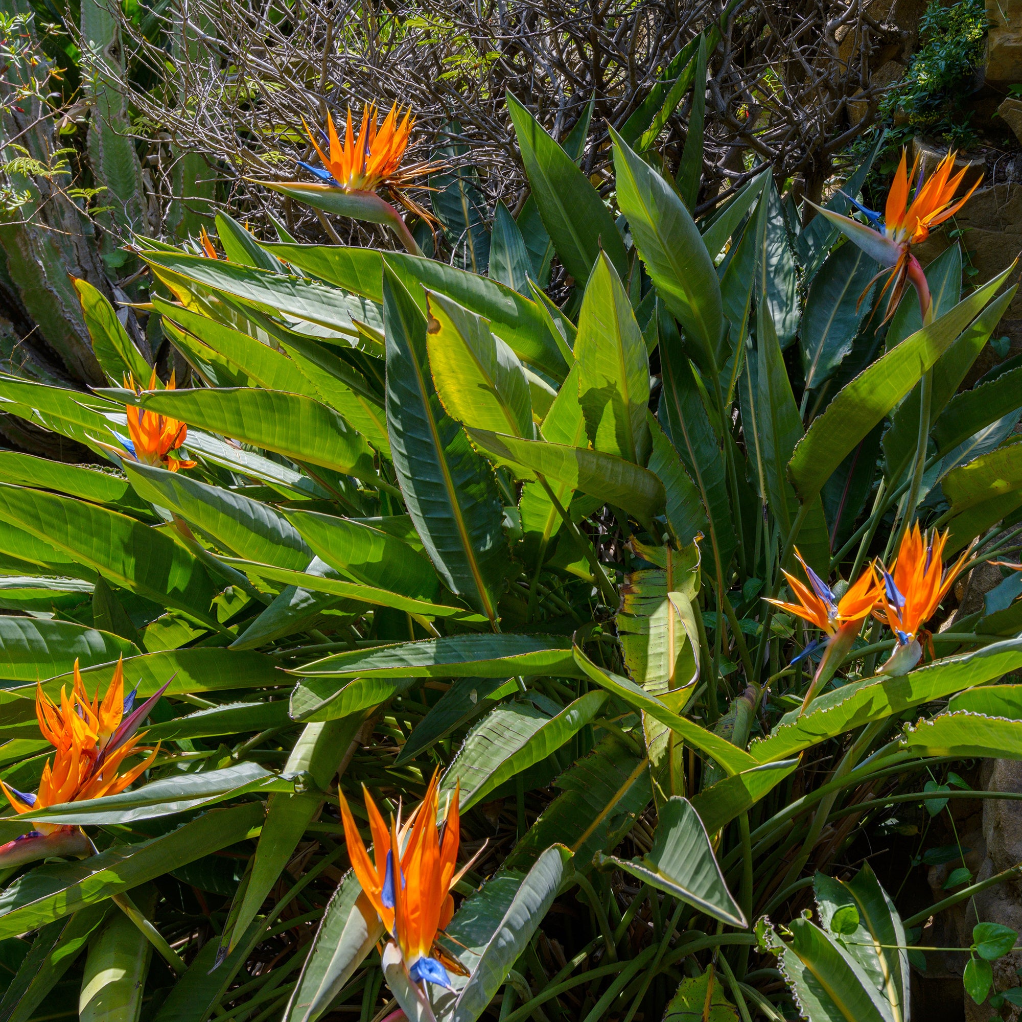 Bakker Oiseau du paradis Strelitzia plante intérieur pot 1L orange
