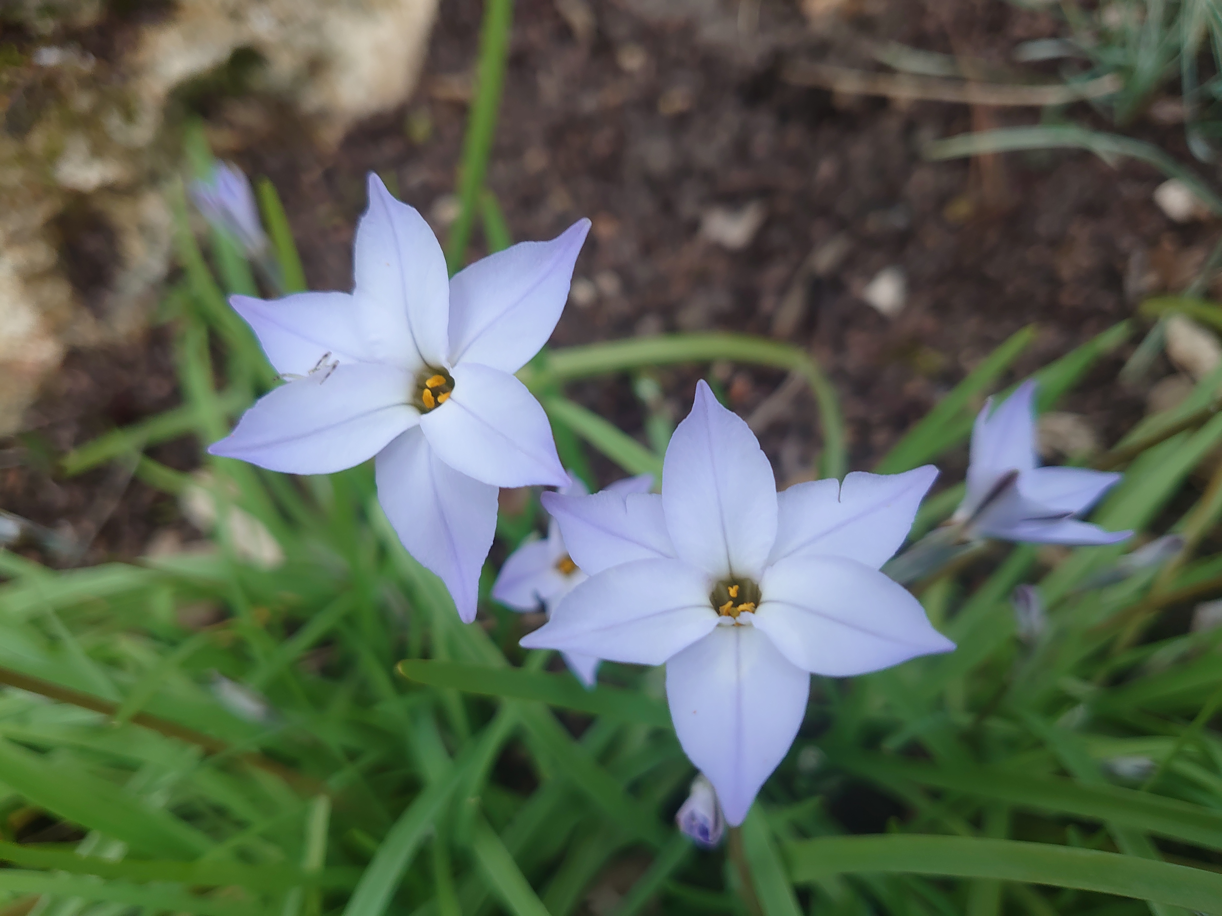 Passion Vivaces IPHEION plante bulbeuse fleurs étoilées parfumées godet