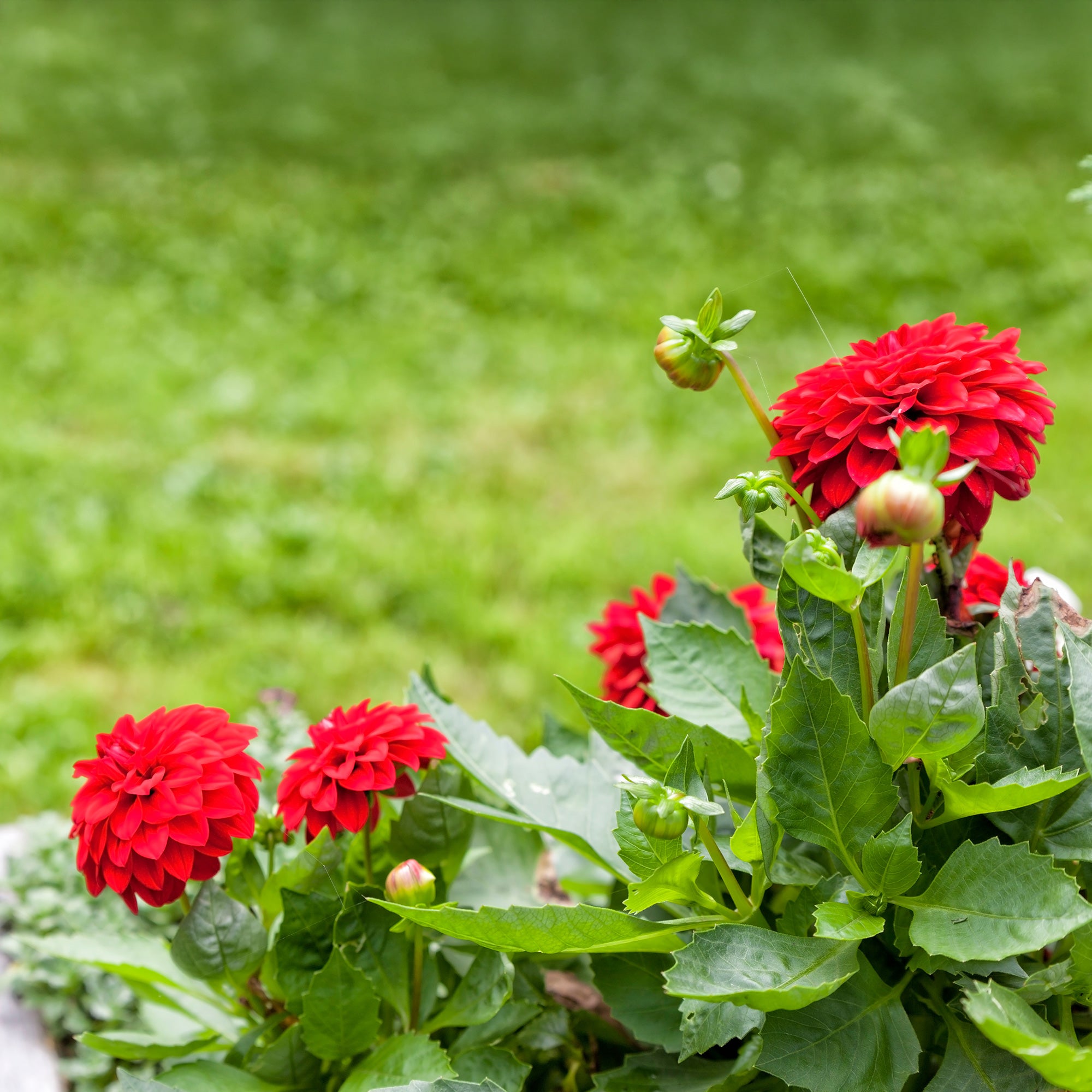 Bakker Dahlia rouge fleur terrasse pot Ø 10,5 cm