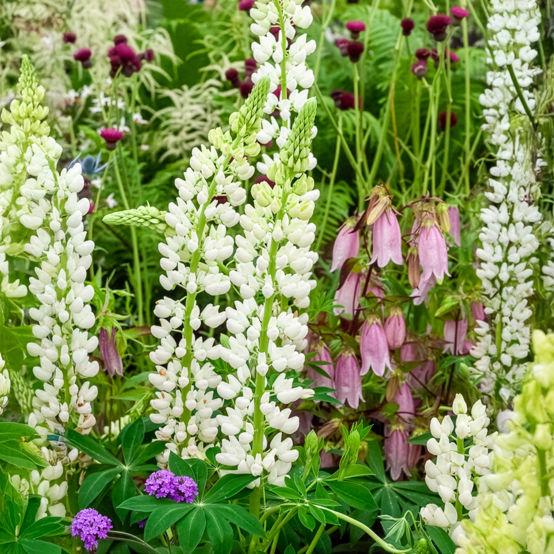 Bakker Lupin Noble Maiden vivace pot Ø 9cm blanc 90 cm