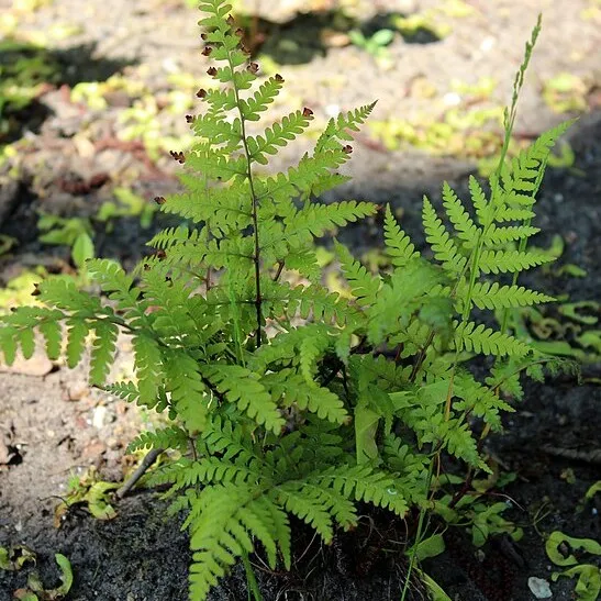 Passion Vivaces Athyrium Vidalii fougère vivace feuillage changeant