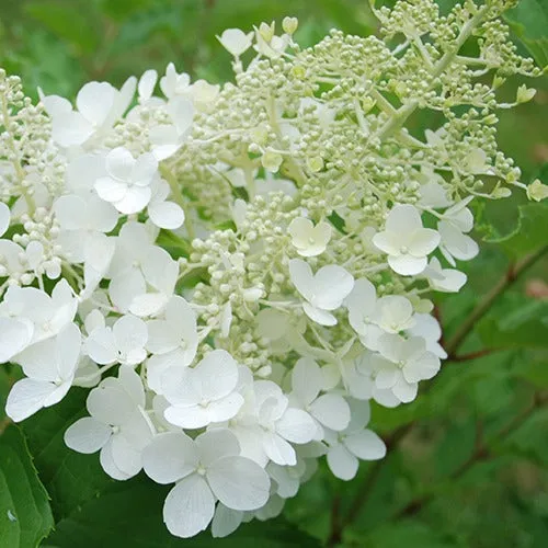 Bakker Hortensia paniculé Goliath pot 3L blanc 30-40cm