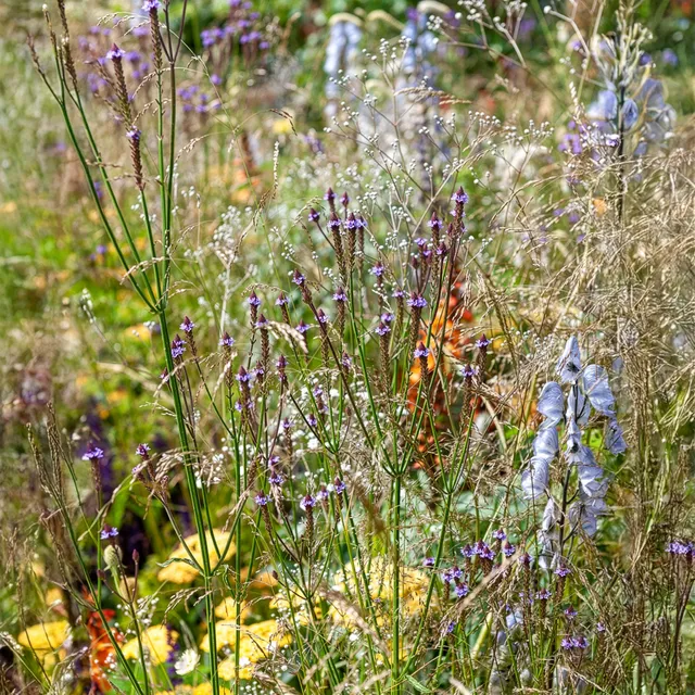Bakker Plantes vivaces Verveine Lavender Spires violet 8cm