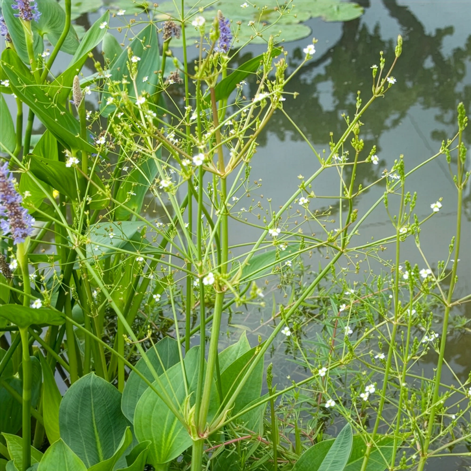 Bakker Plantes vivaces Plantain d'eau plante aquatique pot 9cm blanc