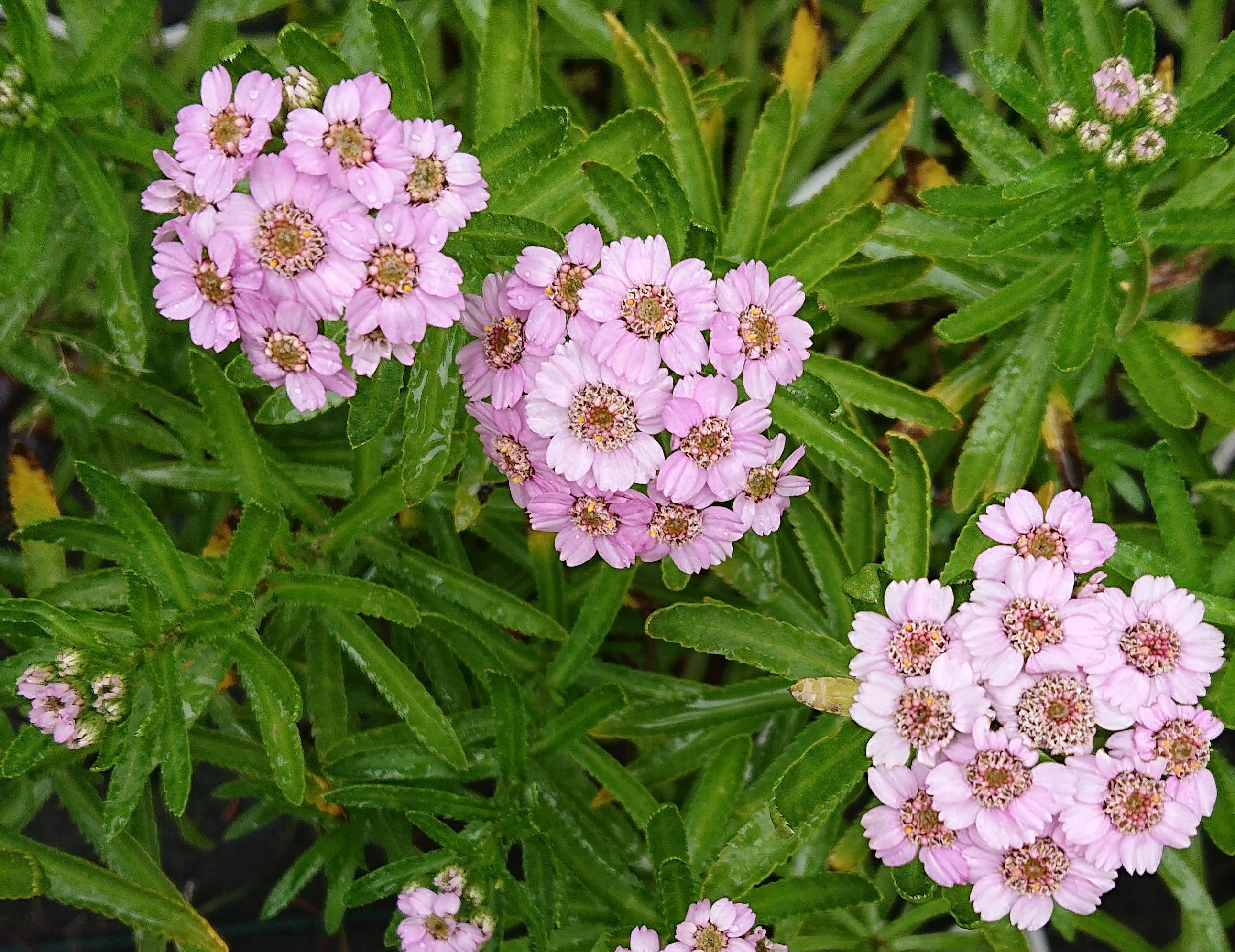 Passion Vivaces Achillea plante vivace godet achillée massif soleil