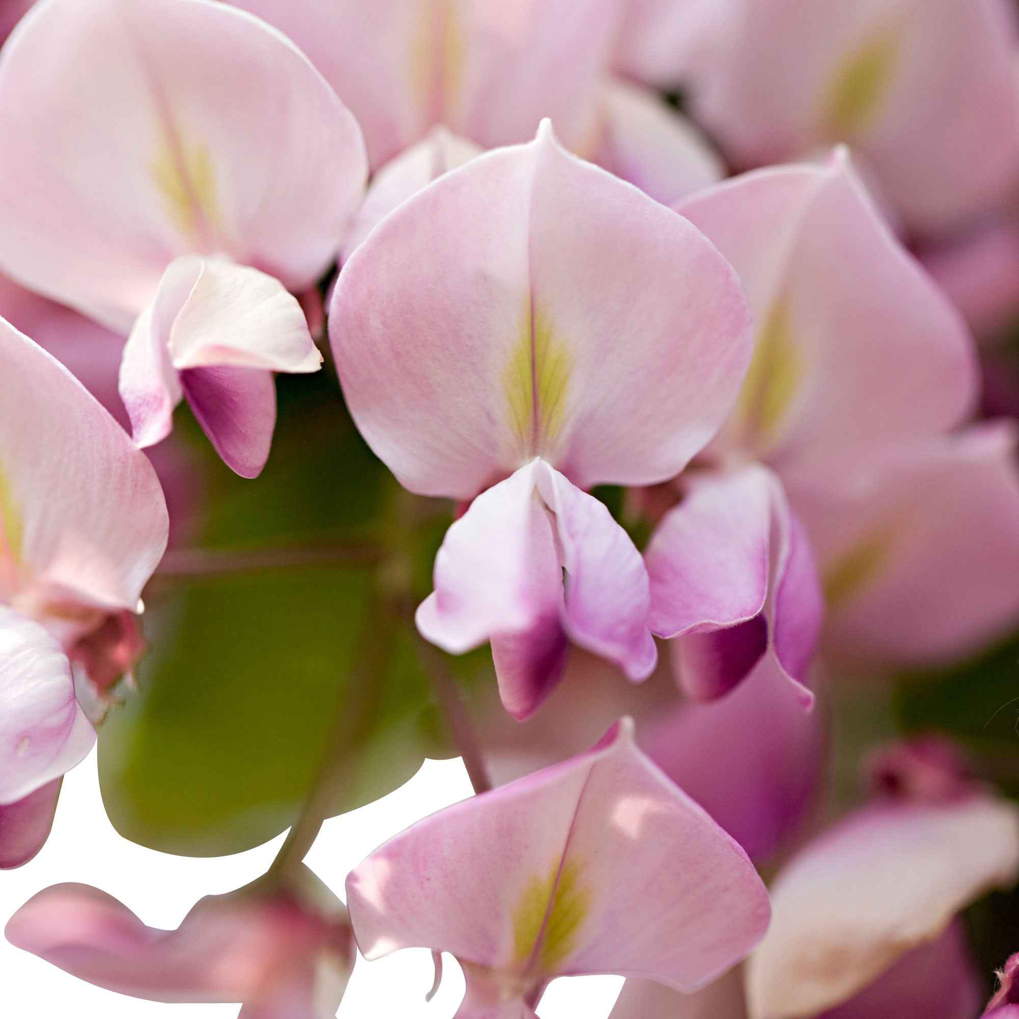 Bakker Glycine rose Wisteria sinensis Rosea plante grimpante pot 2L