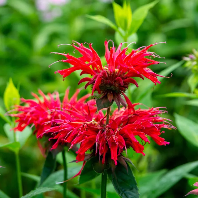 Bakker Monarde écarlate plante vivace pot 9cm rouge