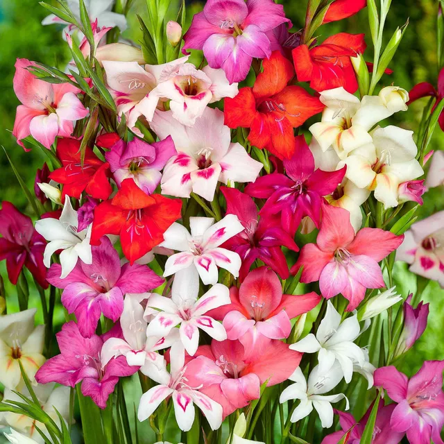Bakker Gladiolus nanus glaïeuls nains 20 bulbes mélange