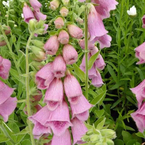 Bakker Digitales Mertonensis plante vivace rose 3 pots Ø 9cm