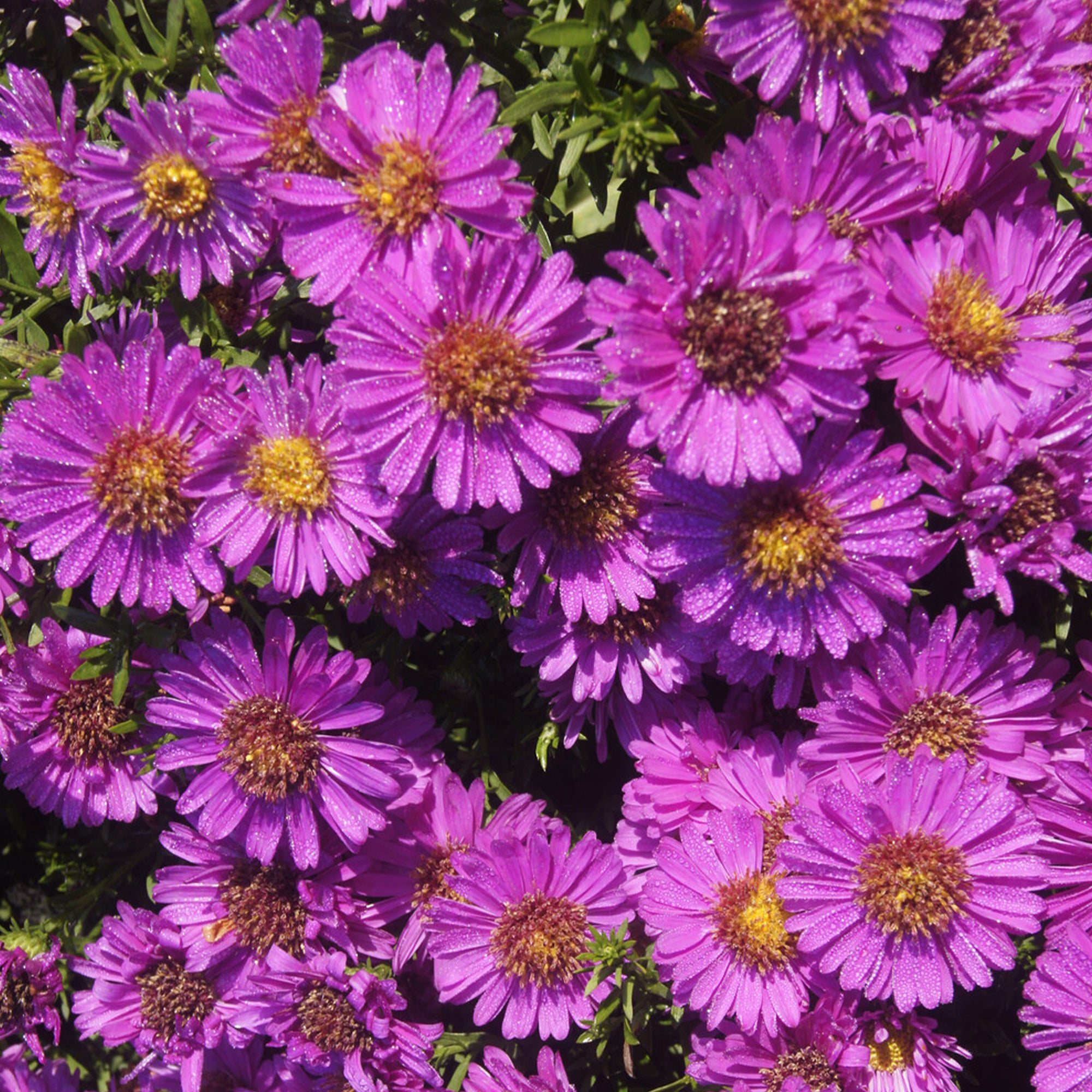 Bakker Aster nain Starlight plante vivace pot Ø 9cm violet
