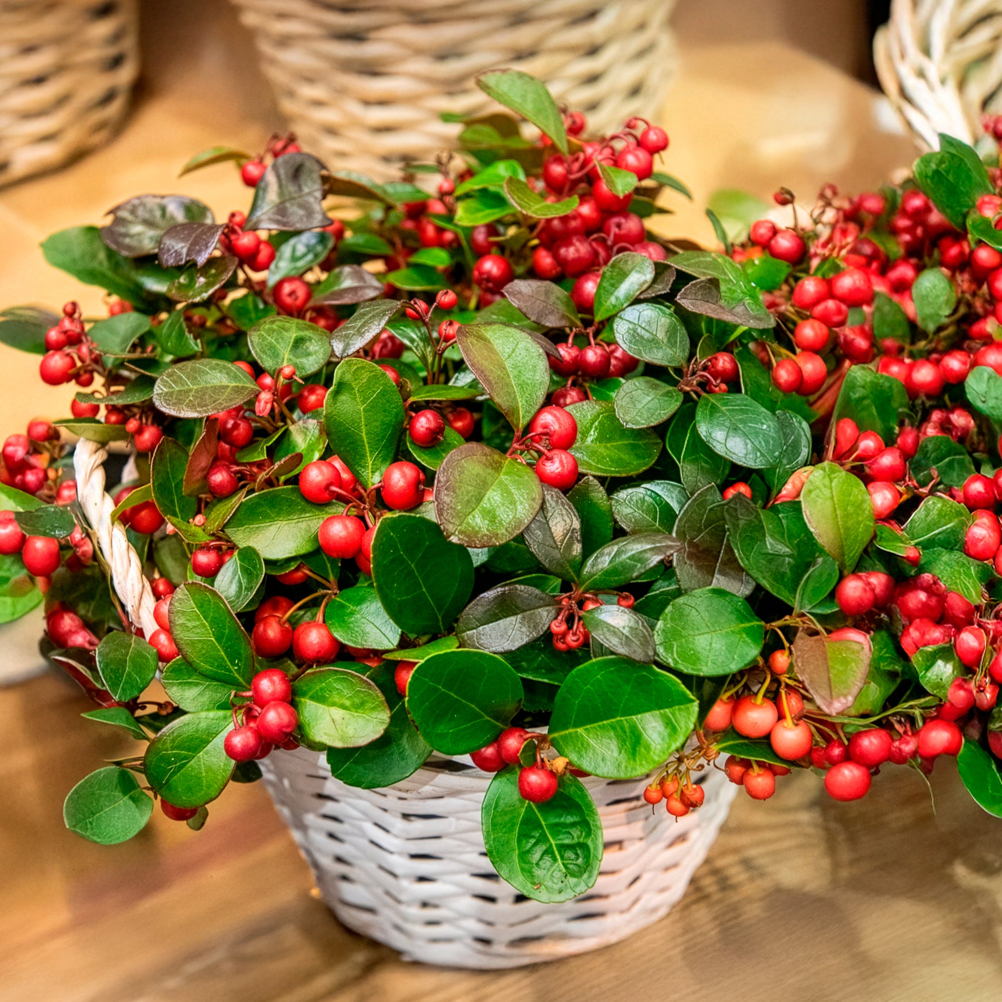 Bakker Big Berry gaulthérie arbuste pot 13cm baies rouges hiver