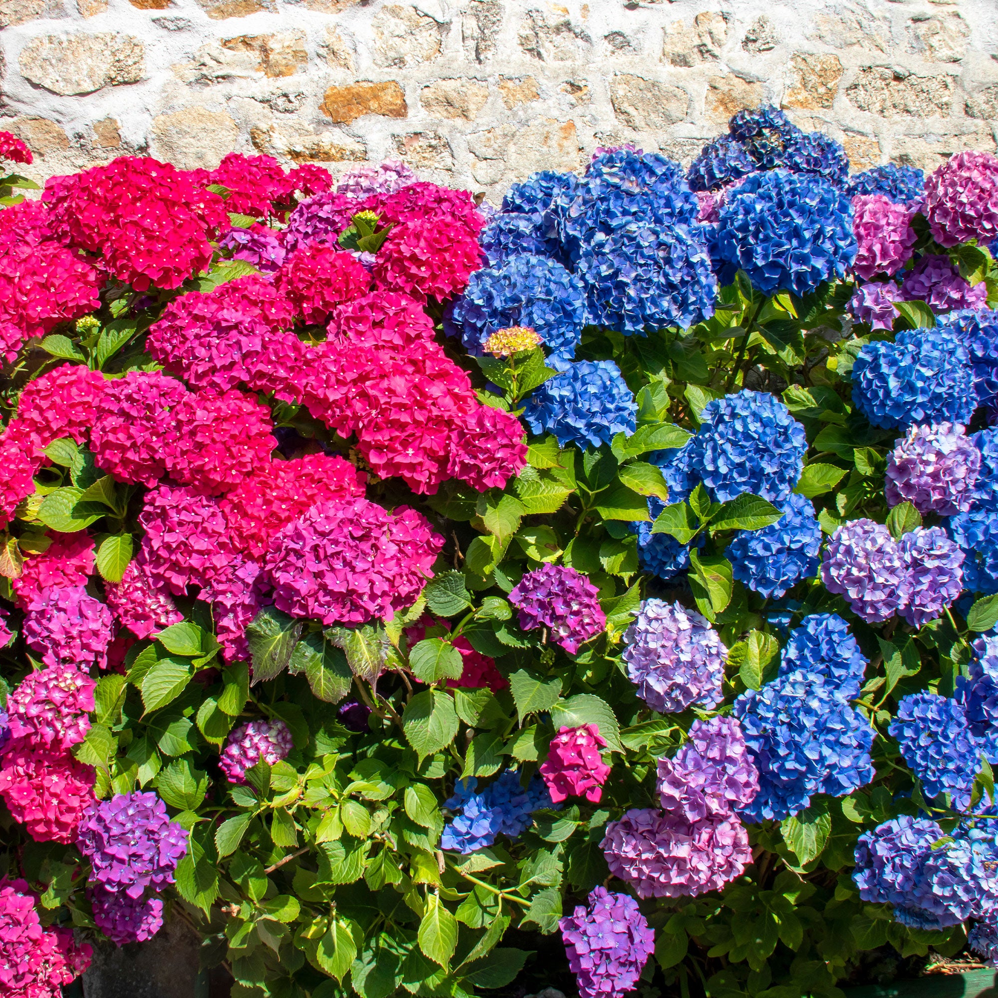Bakker Collection 4 Hortensias rouges et bleus arbuste 1,3L