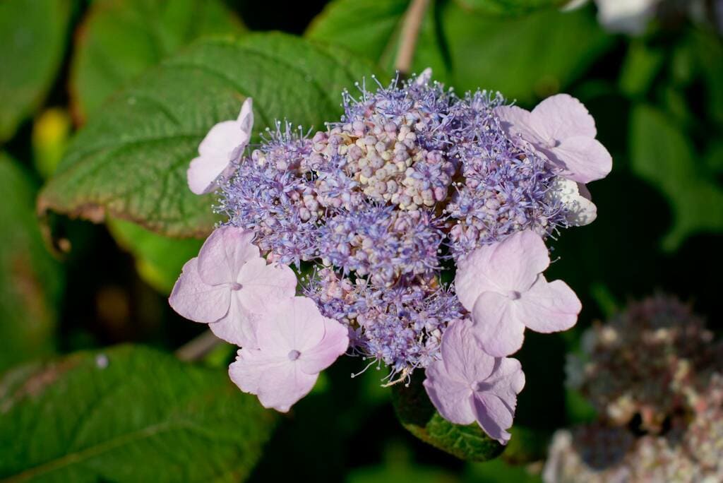 Les Hortensias du Haut Bois Macrophylla hortensia aspera godet
