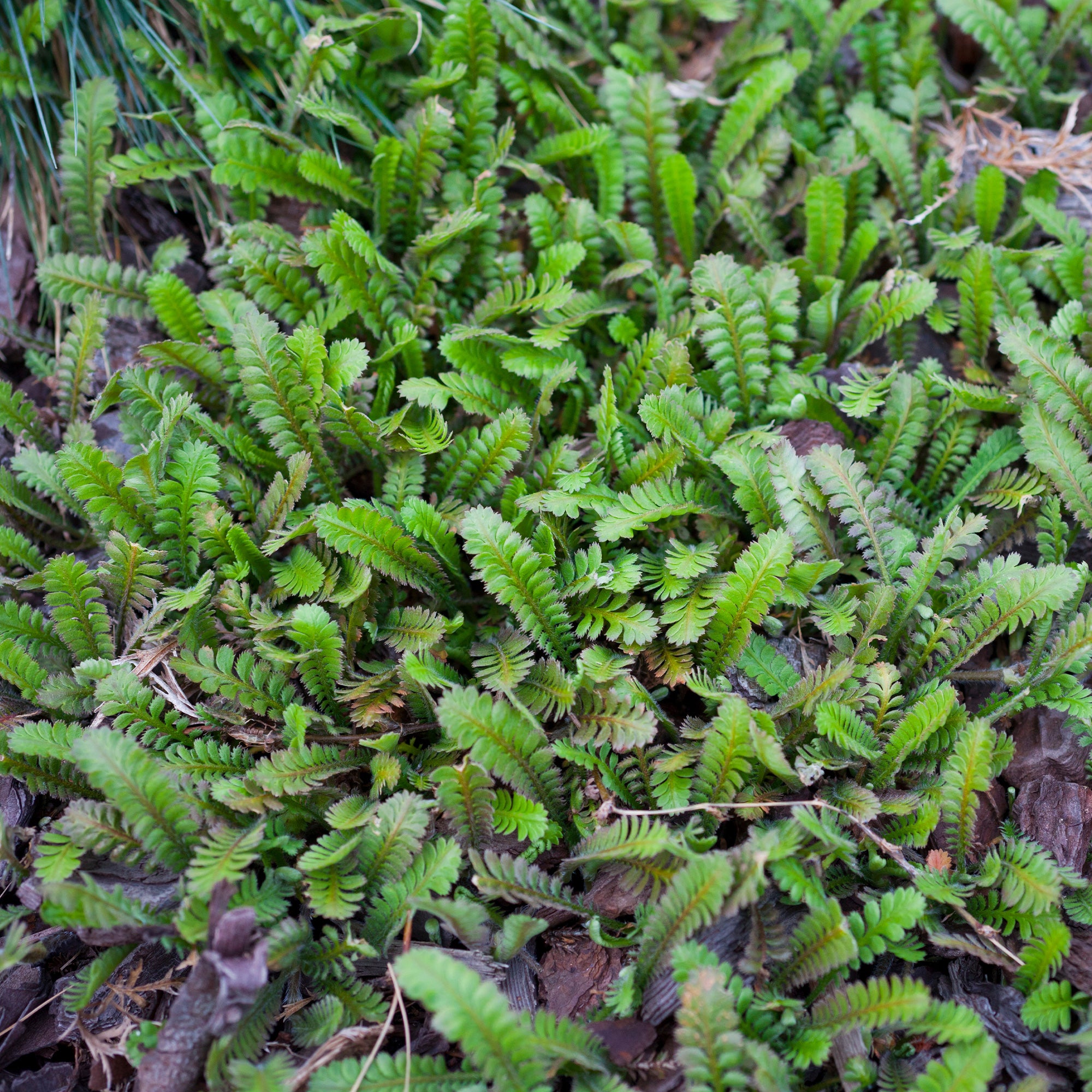 Bakker Cotule à bractées plante couvre-sol pot Ø9cm mi-ombre
