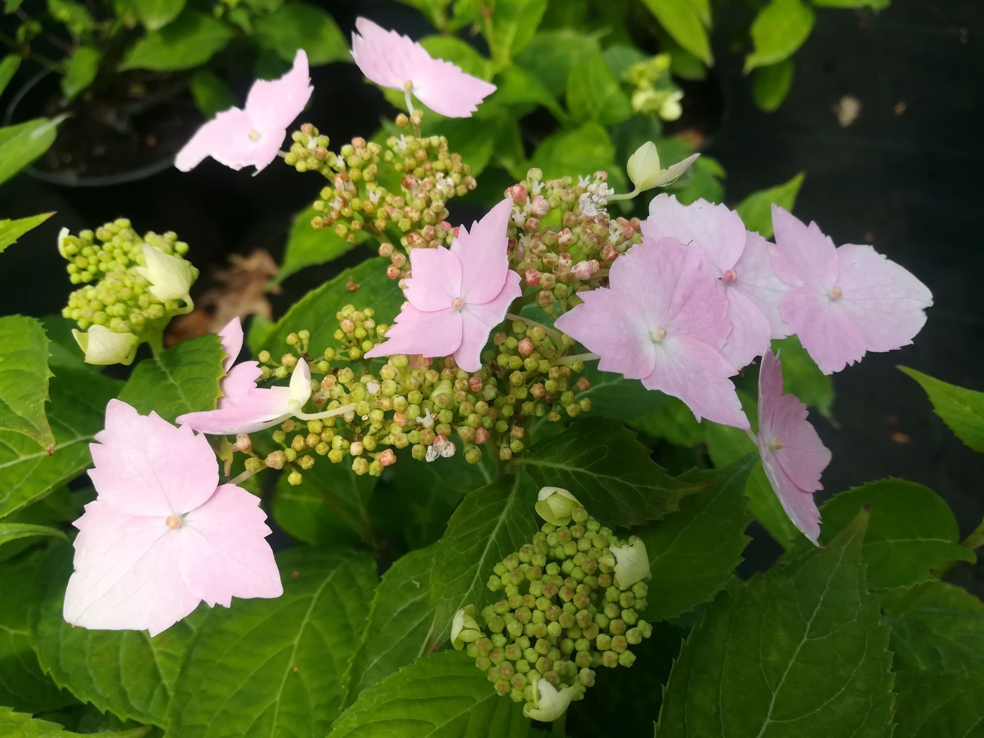 Les Hortensias du Haut Bois Professeur Lida hortensia godet mi-ombre